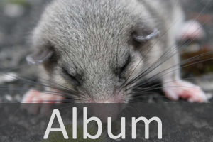 Album Nagetiere.jpg